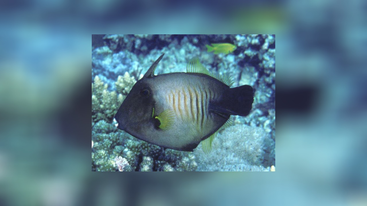 Amanses scopas Broom Filefish, Broom Leatherjacket, Brush-sided ...