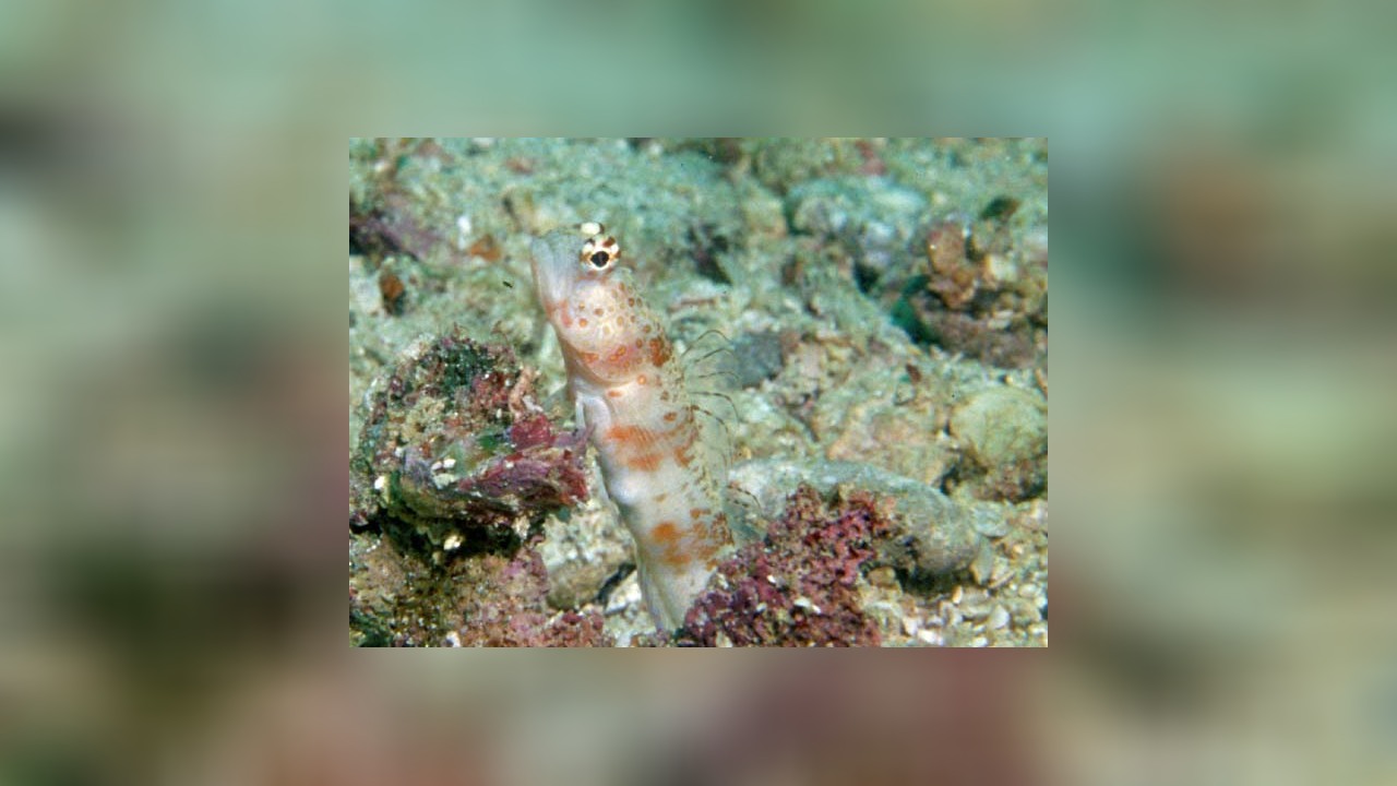 Amblyeleotris periophthalma Grundel