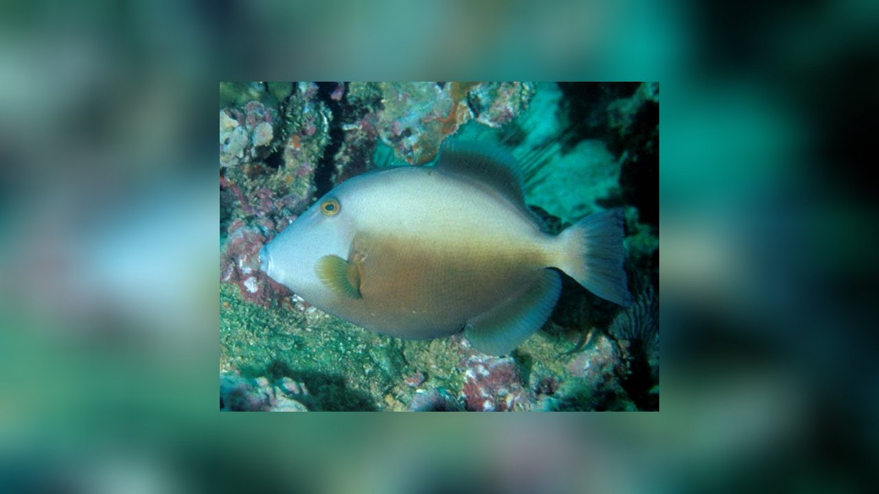 Sufflamen fraenatum Masked triggerfish