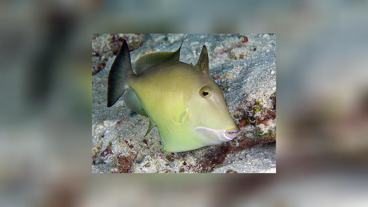 Sufflamen fraenatum Masked triggerfish