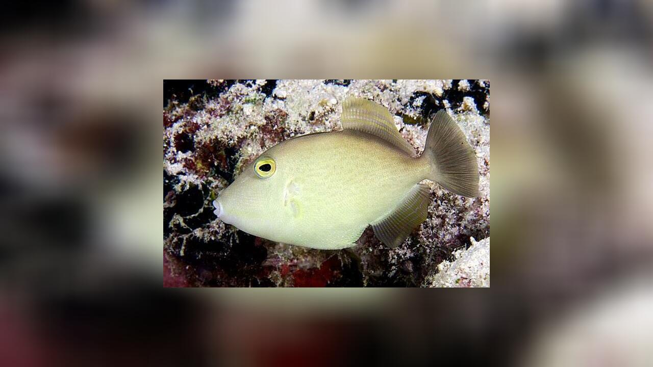 Sufflamen fraenatum Masked triggerfish