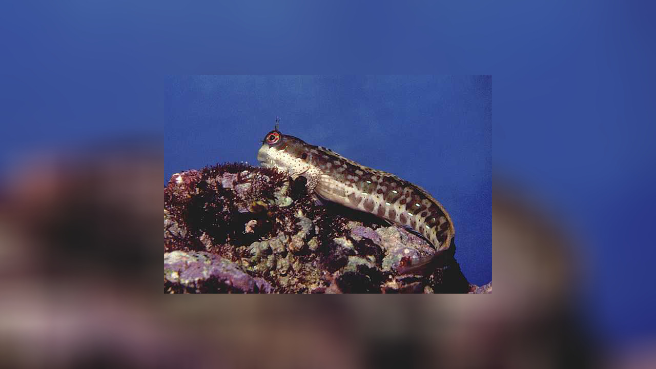 Blenniella periophthalmus Bluedashed rockskipper