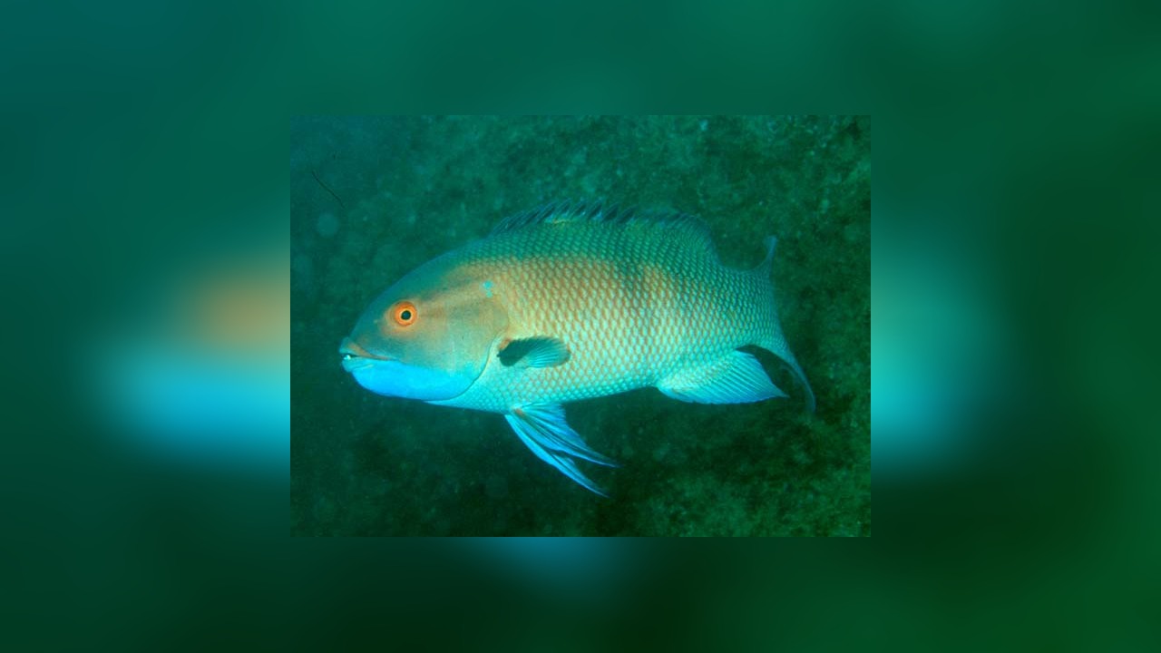 Bodianus macrognathos Lippfisch