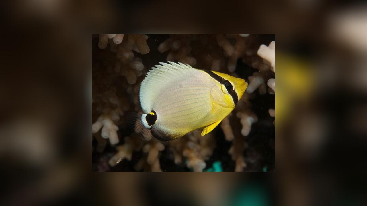 Chaetodon austriacus Blacktail butterflyfish
