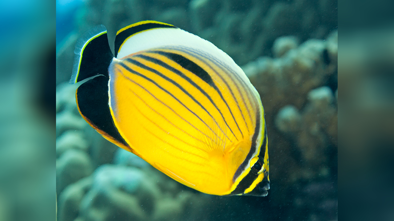 Chaetodon austriacus Blacktail butterflyfish