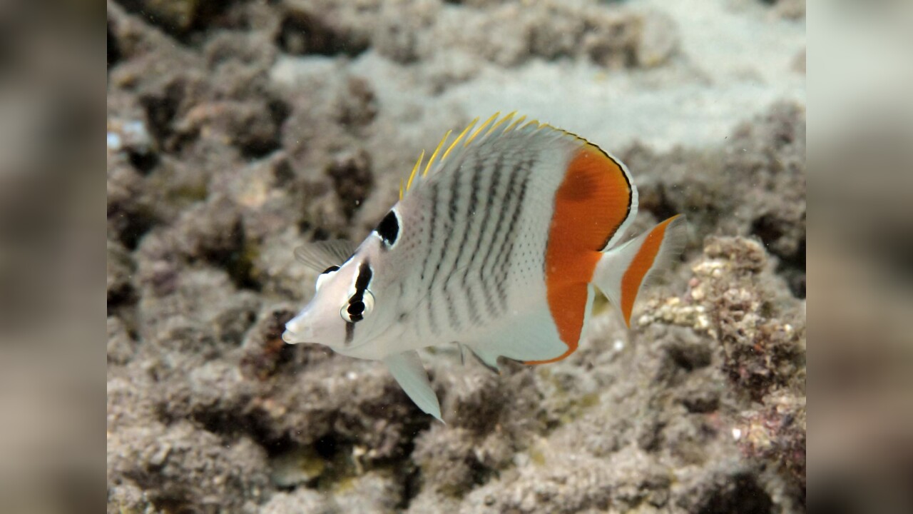 Chaetodon madagaskariensis Seychelles Butterflyfish, zsispeo Madagascar