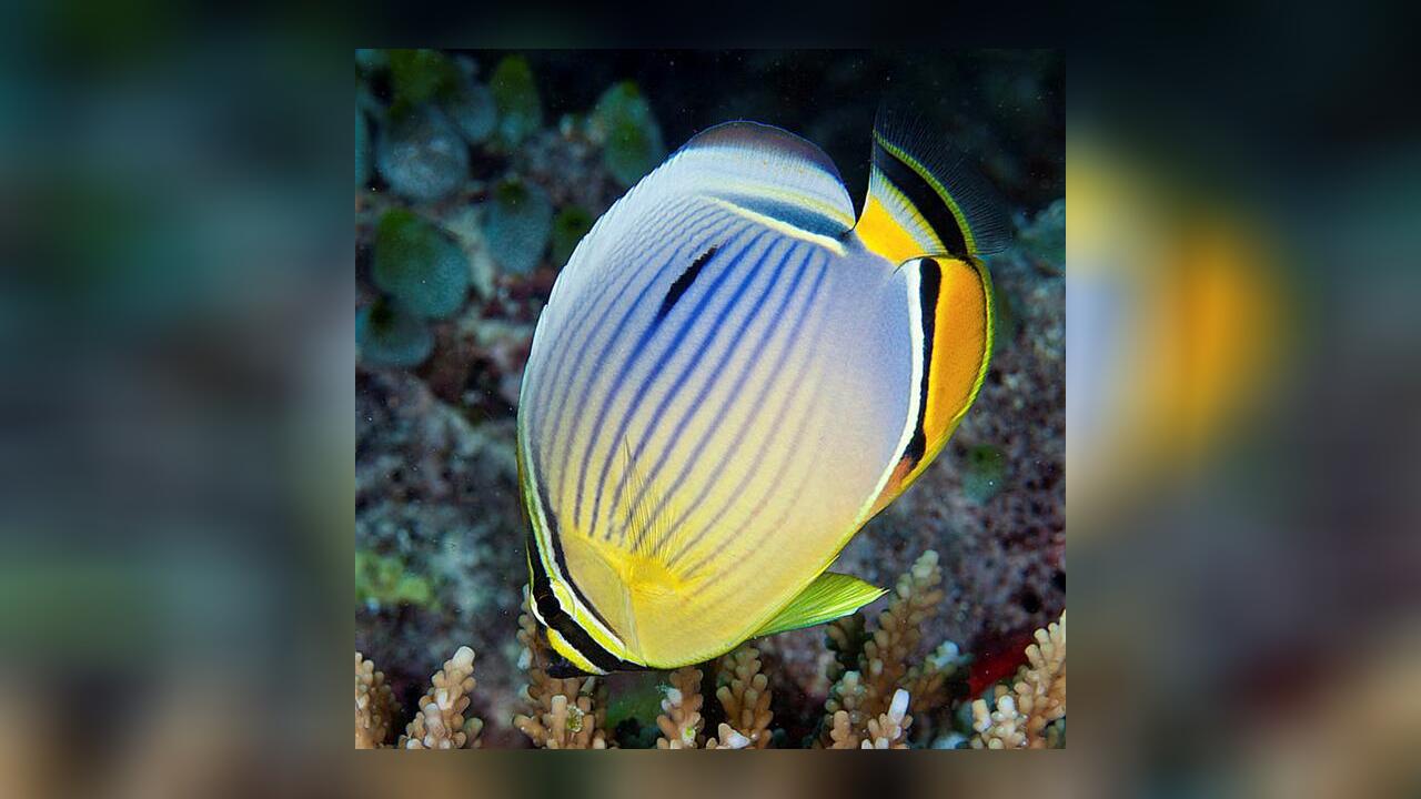 Chaetodon trifasciatus Melon butterflyfish