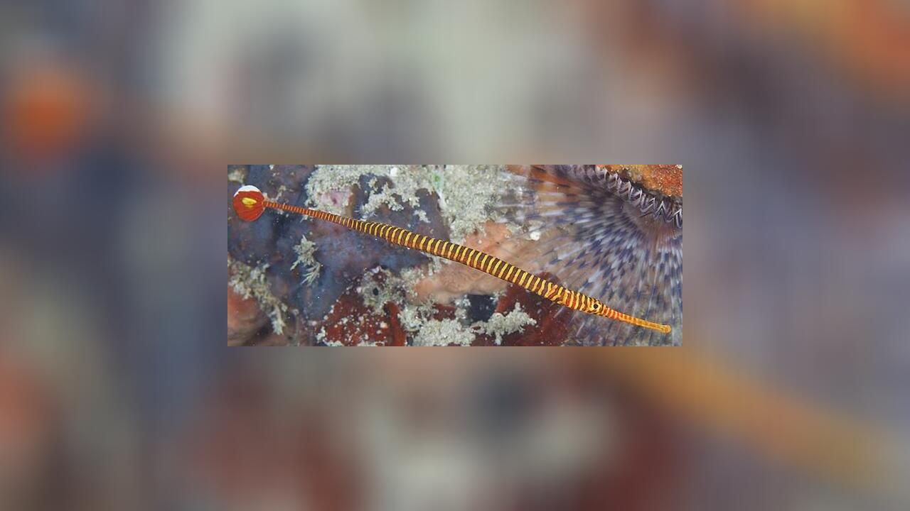 Dunckerocampus pessuliferus SuluSeenadel, GelbbandSeenadel