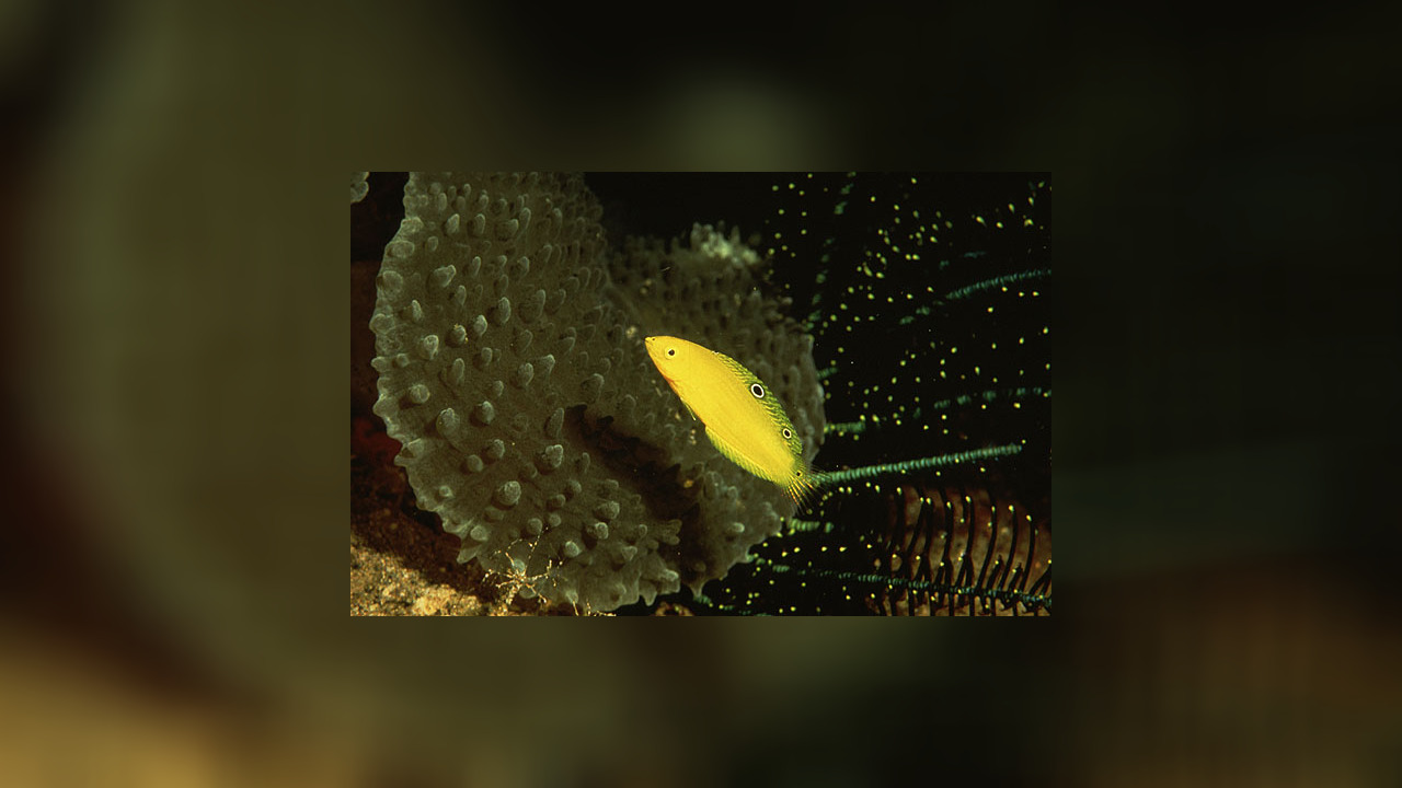 Halichoeres leucoxanthus Indischer Kanarien Lippfisch