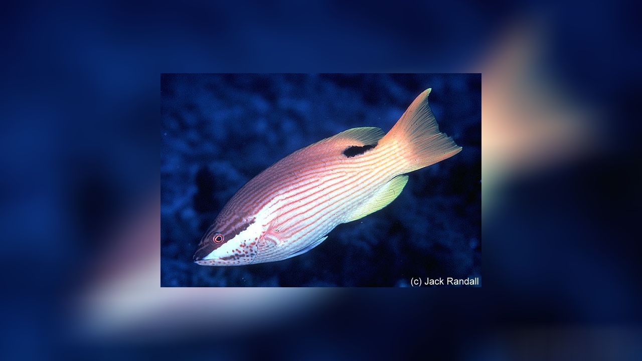 Bodianus bilunulatus Lippfisch