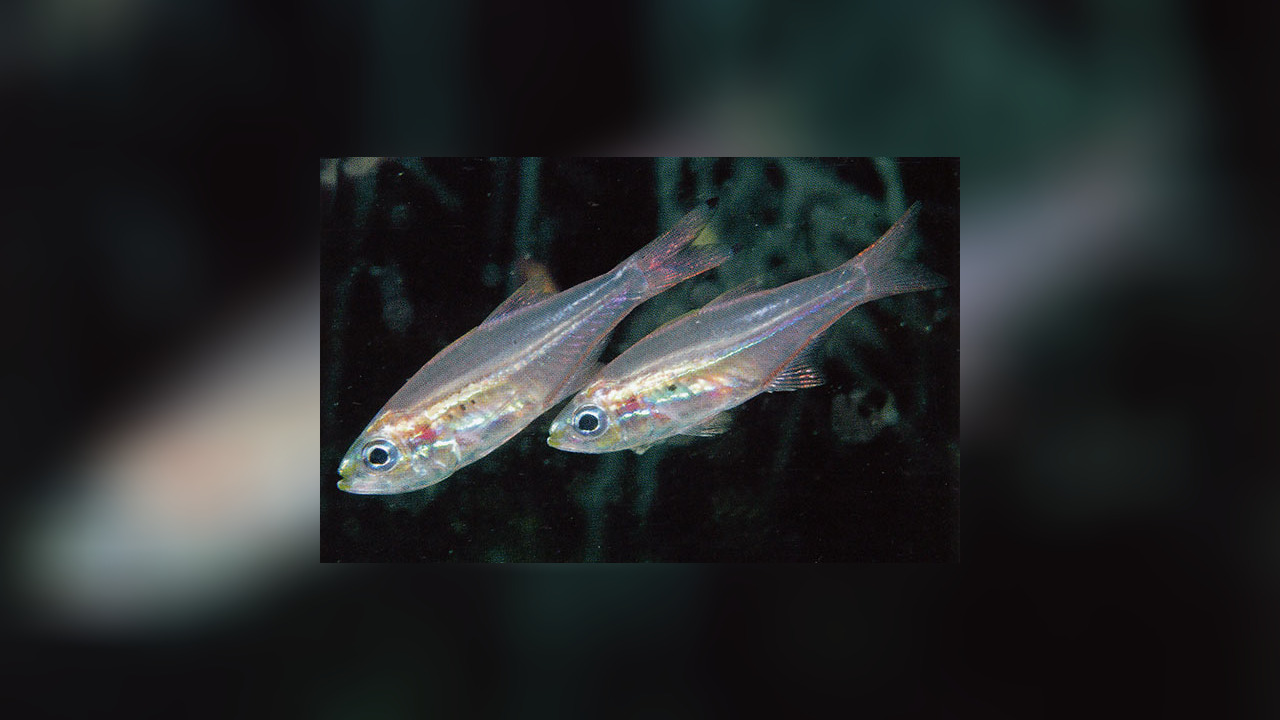 Rhabdamia spilota Rhabdamia spilota