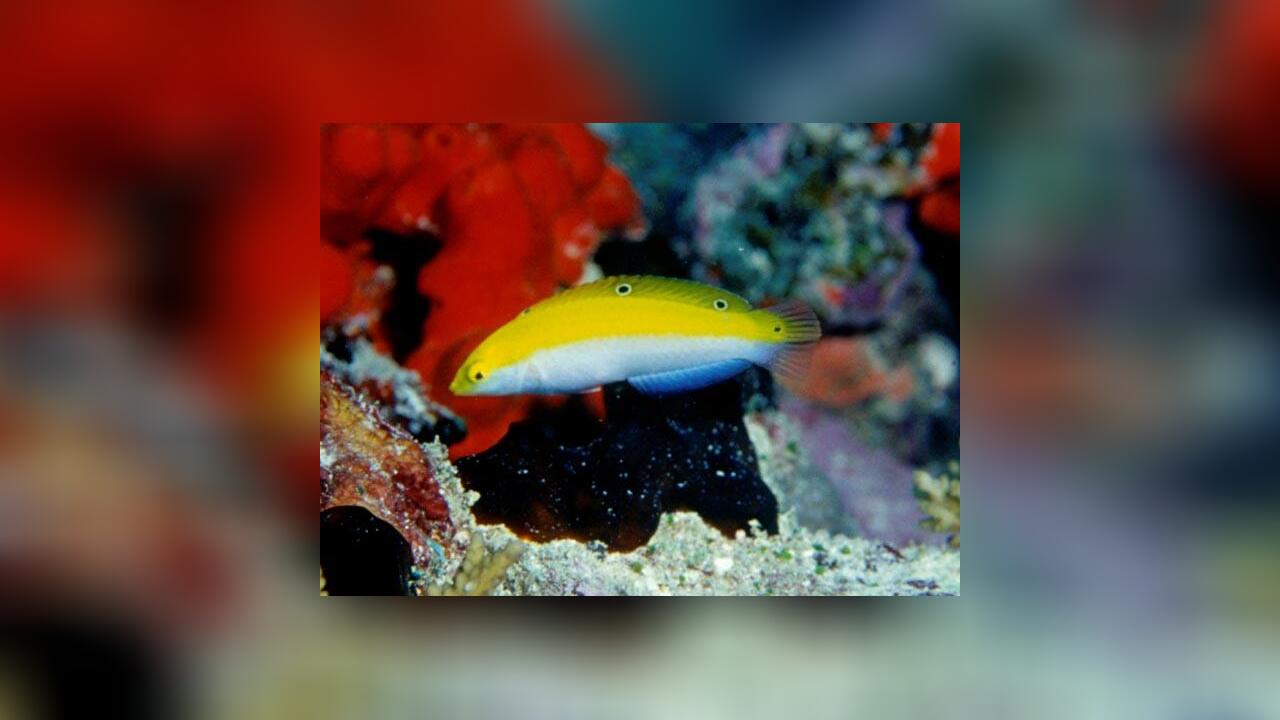 Halichoeres leucoxanthus Indischer Kanarien Lippfisch