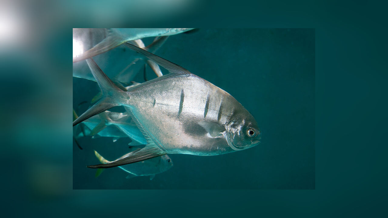 Trachinotus Goodei Banner Pompano Camade Fish Cobbler