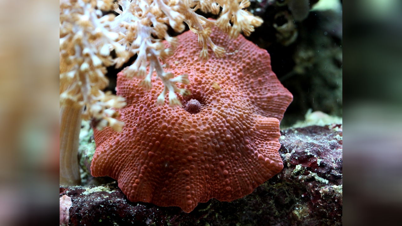 Discosoma sp. 33 Scheibenanemone, rot