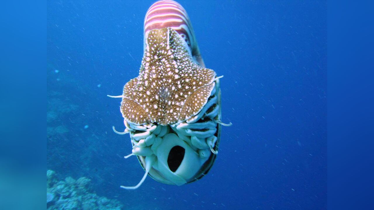 Nautilus belauensis PalauNautilus