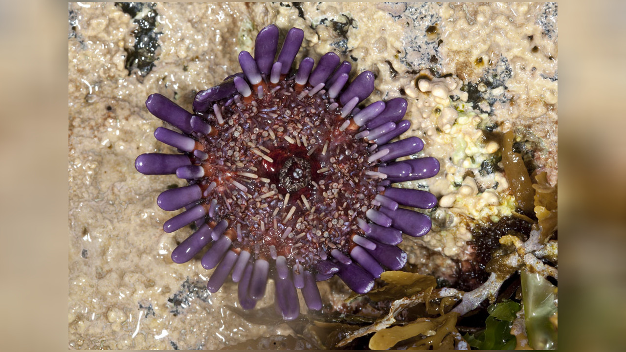 Colobocentrotus (Podophora) atratus Helmet urchin,Shingle urchin