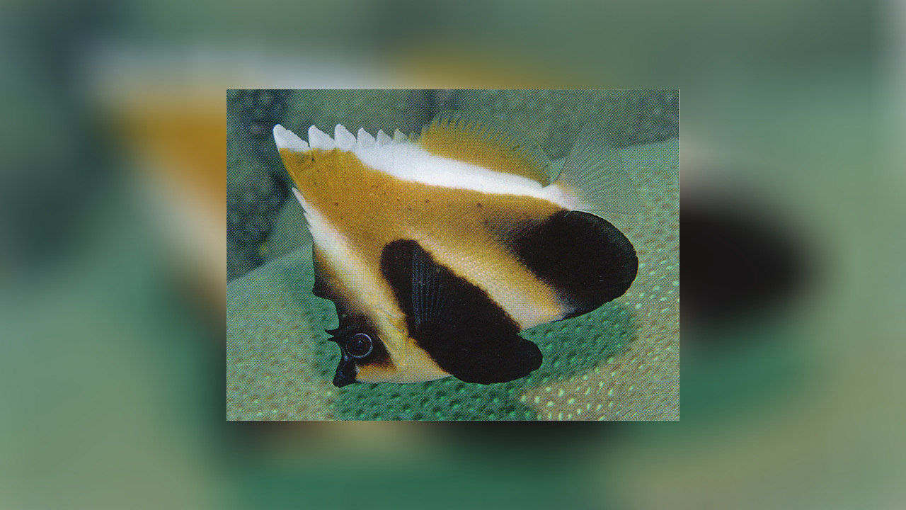 Heniochus Pleurotaenia Indian Ocean Bannerfish Phantom Bannerfish