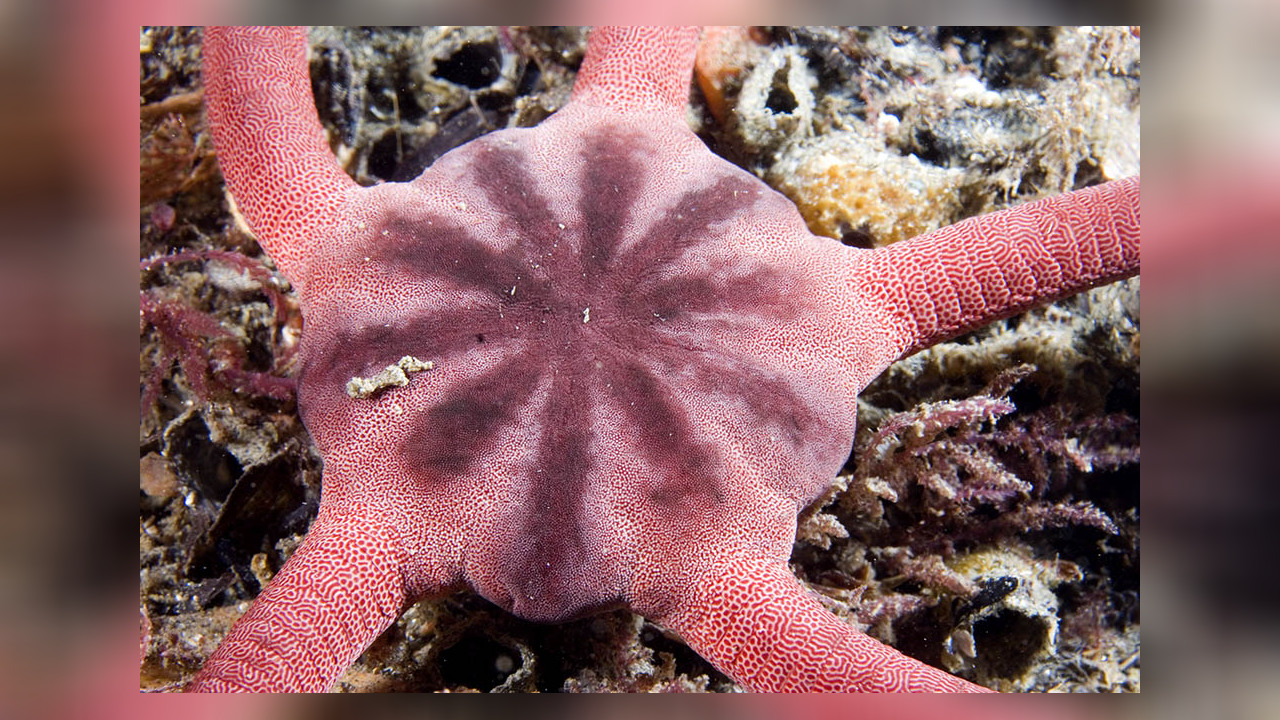 Ophiopsammus maculata Brittle star