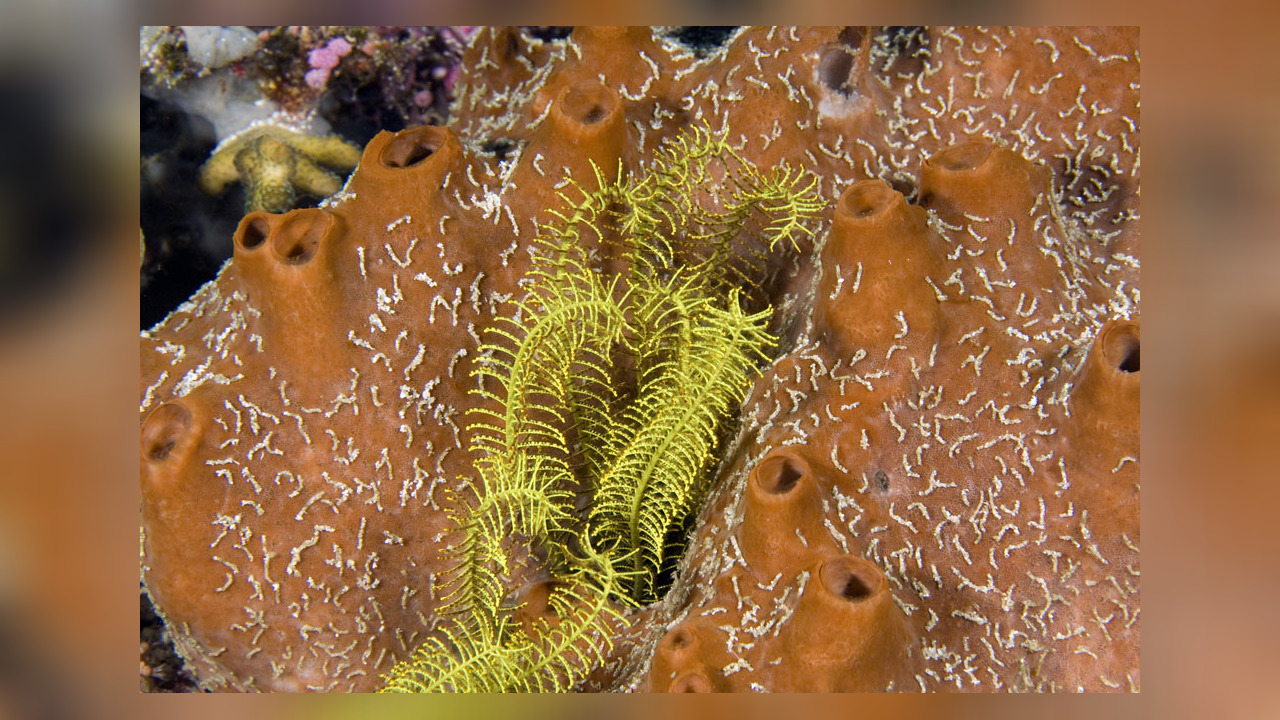 Polydorella prolifera tube worm, spionid worm