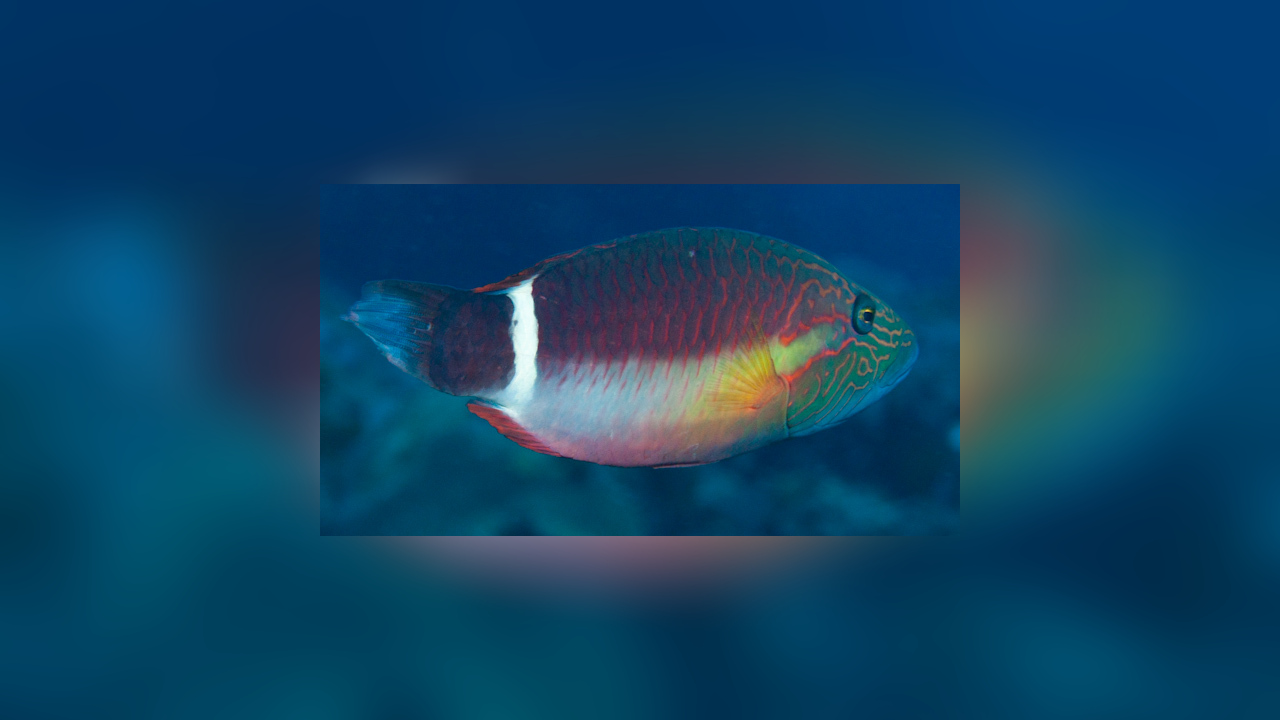 Oxycheilinus unifasciatus BanderolenPrachtlippfisch