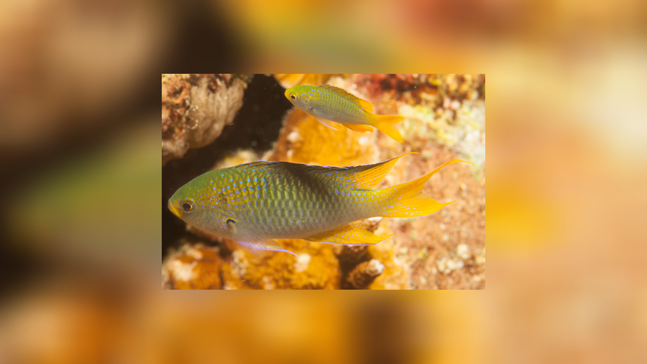 Neopomacentrus nemurus Riffbarsch