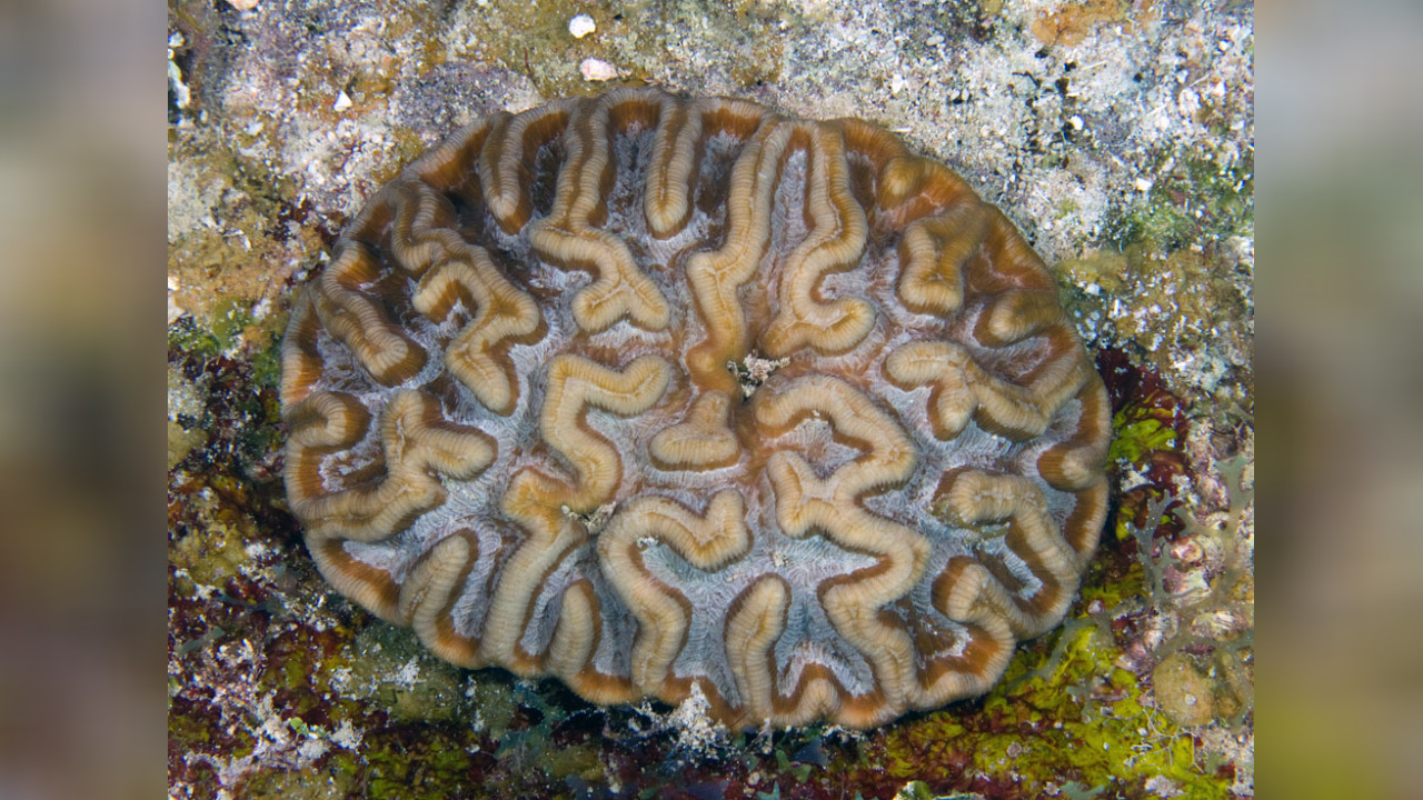 Isophyllia sinuosa Großpolypige Steinkoralle