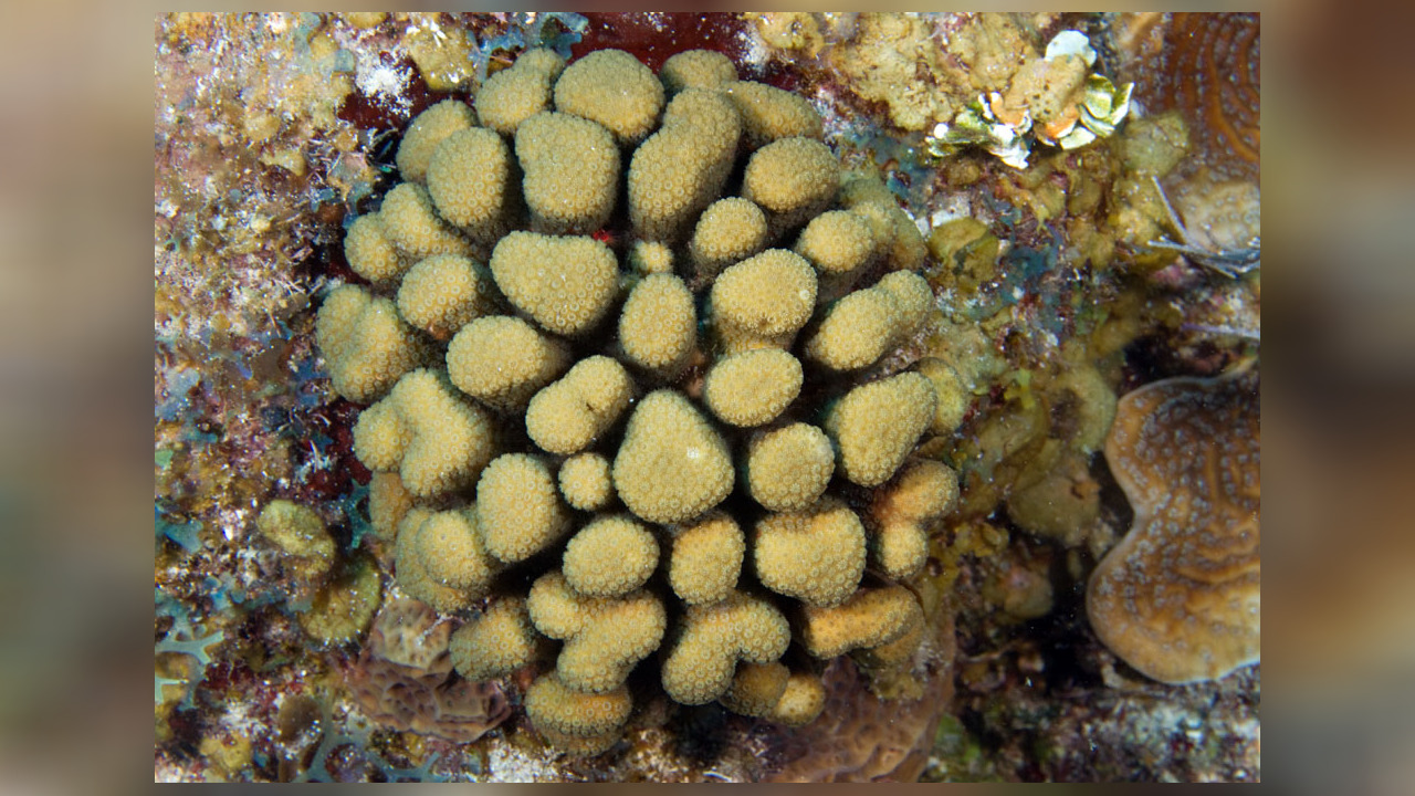 Madracis decactis Sternkoralle, Großployige Steinkoralle