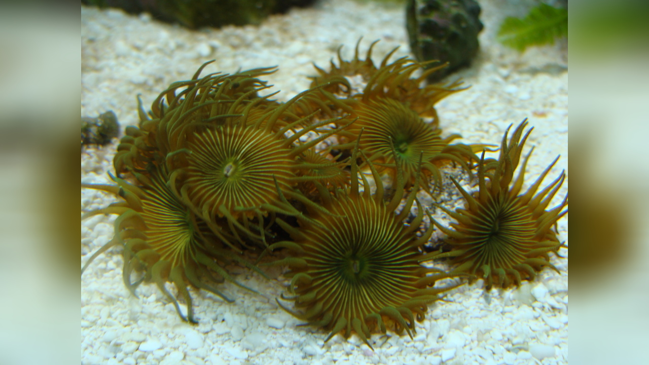 Protopalythoa sp. 04 Grüne Krustenanemone