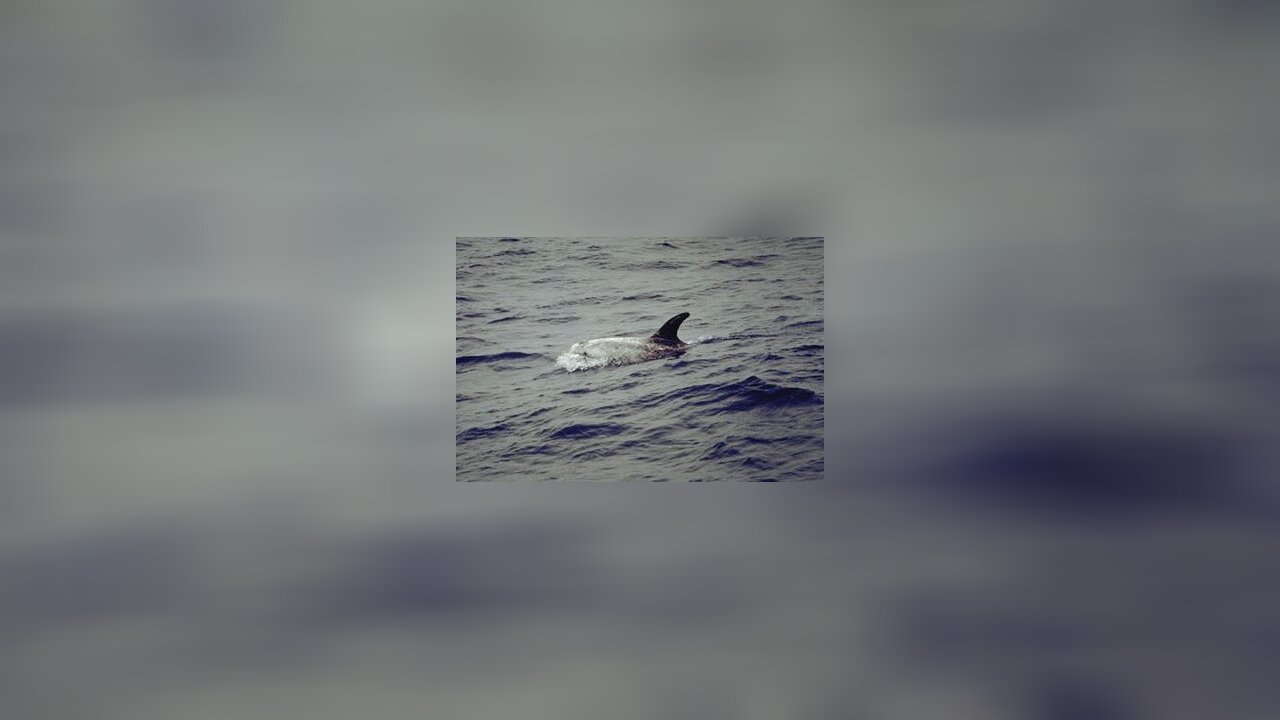 Grampus griseus Rundkopfdelfin, RissoDelfin