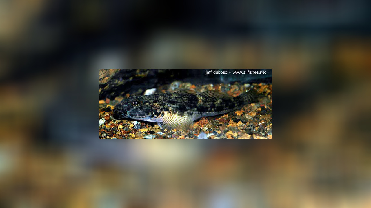 Glossogobius celebius Grundel