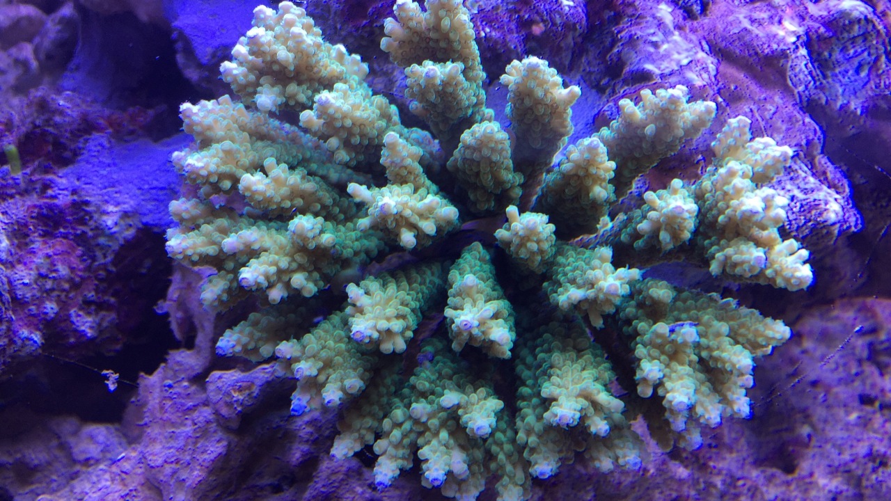 Acropora secale Kleinpolypige Steinkoralle