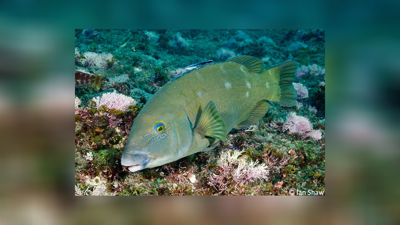 Achoerodus viridis RiesenLippfisch