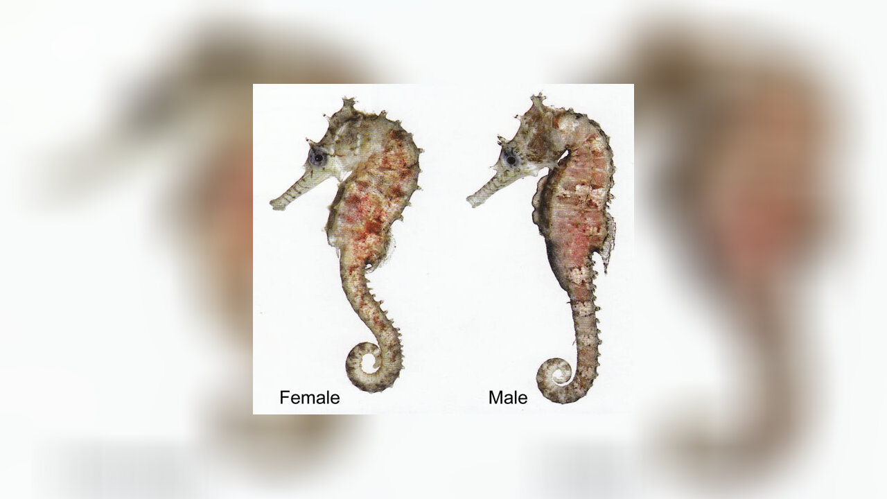 Hippocampus grandiceps Seepferdchen