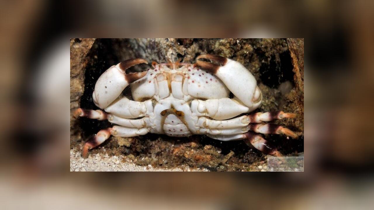 Xanthias punctatus Rosa gepunktete XanthidenKrabbe