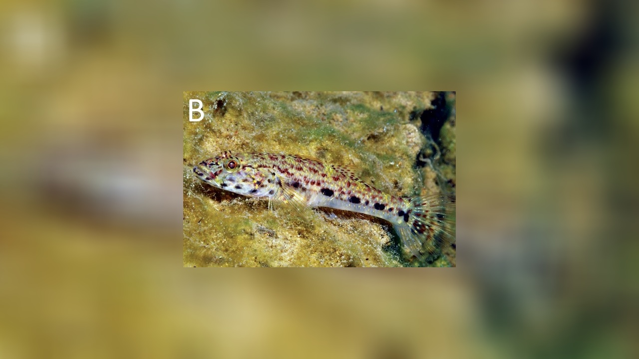 Glossogobius illimis Grundel