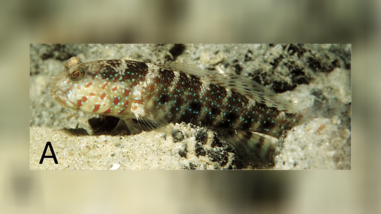 Cryptocentrus caeruleomaculatus Partnergrundel