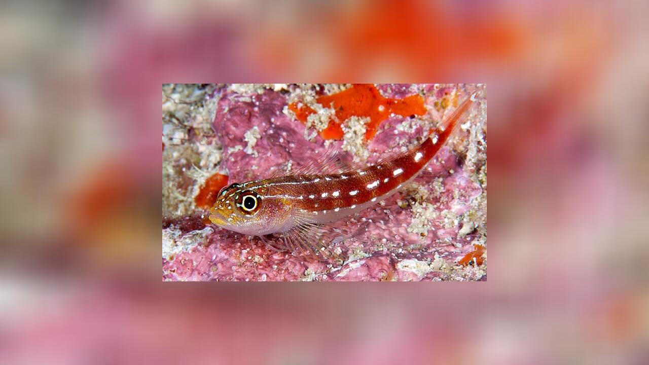 Helcogramma maldivensis Helcogramma maldivensis