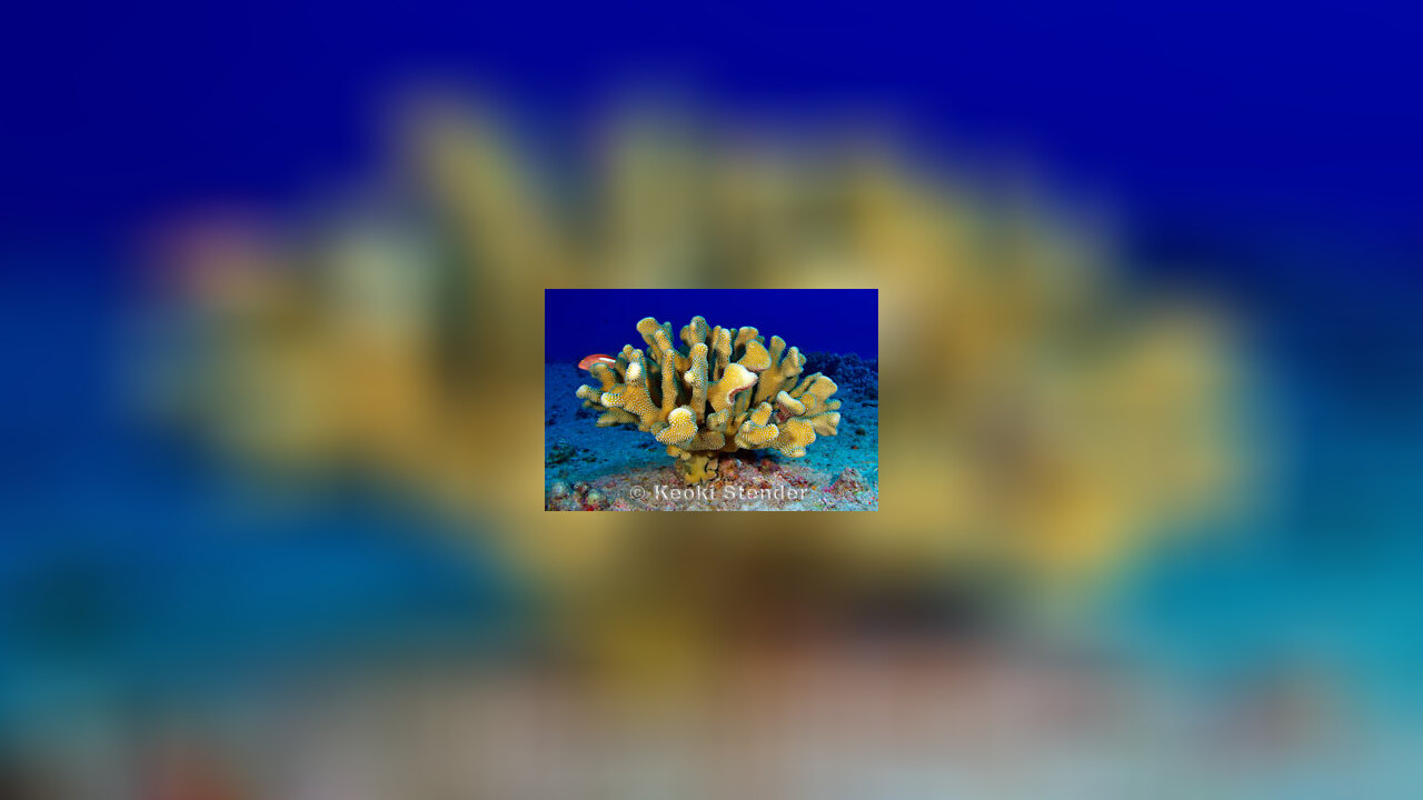 Pocillopora grandis Porenkoralle