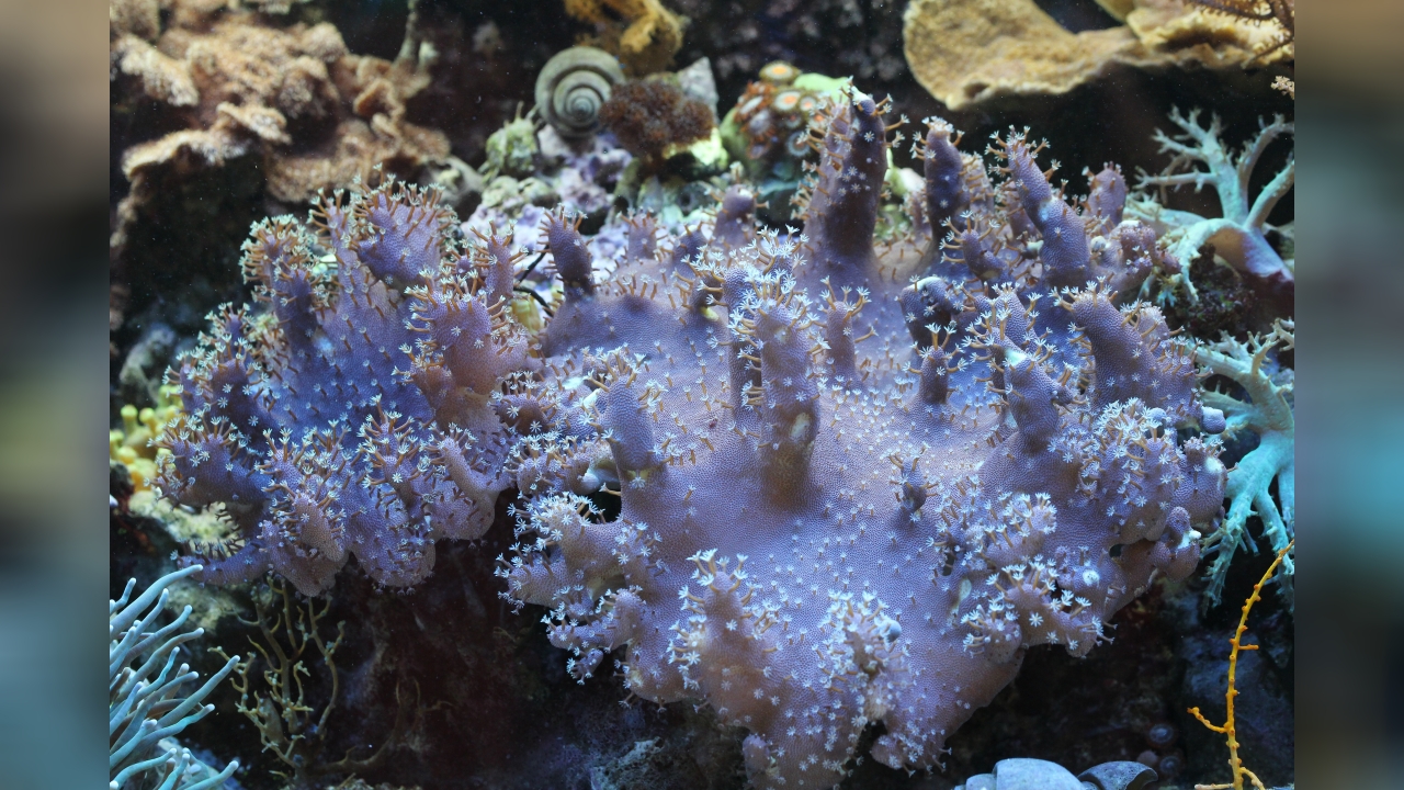 Lobophytum sp. 02 Fingerlederkoralle