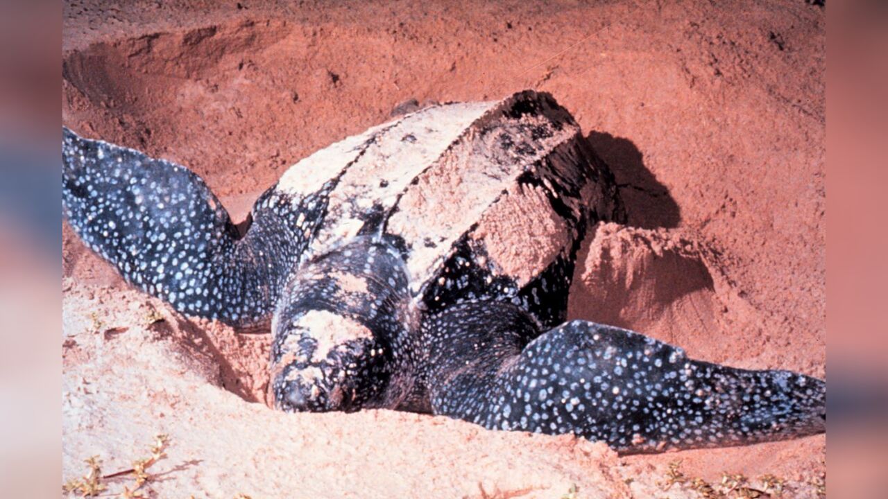 Dermochelys Coriacea Lederschildkr te Dermochelys Coriacea Lederschildkr te
