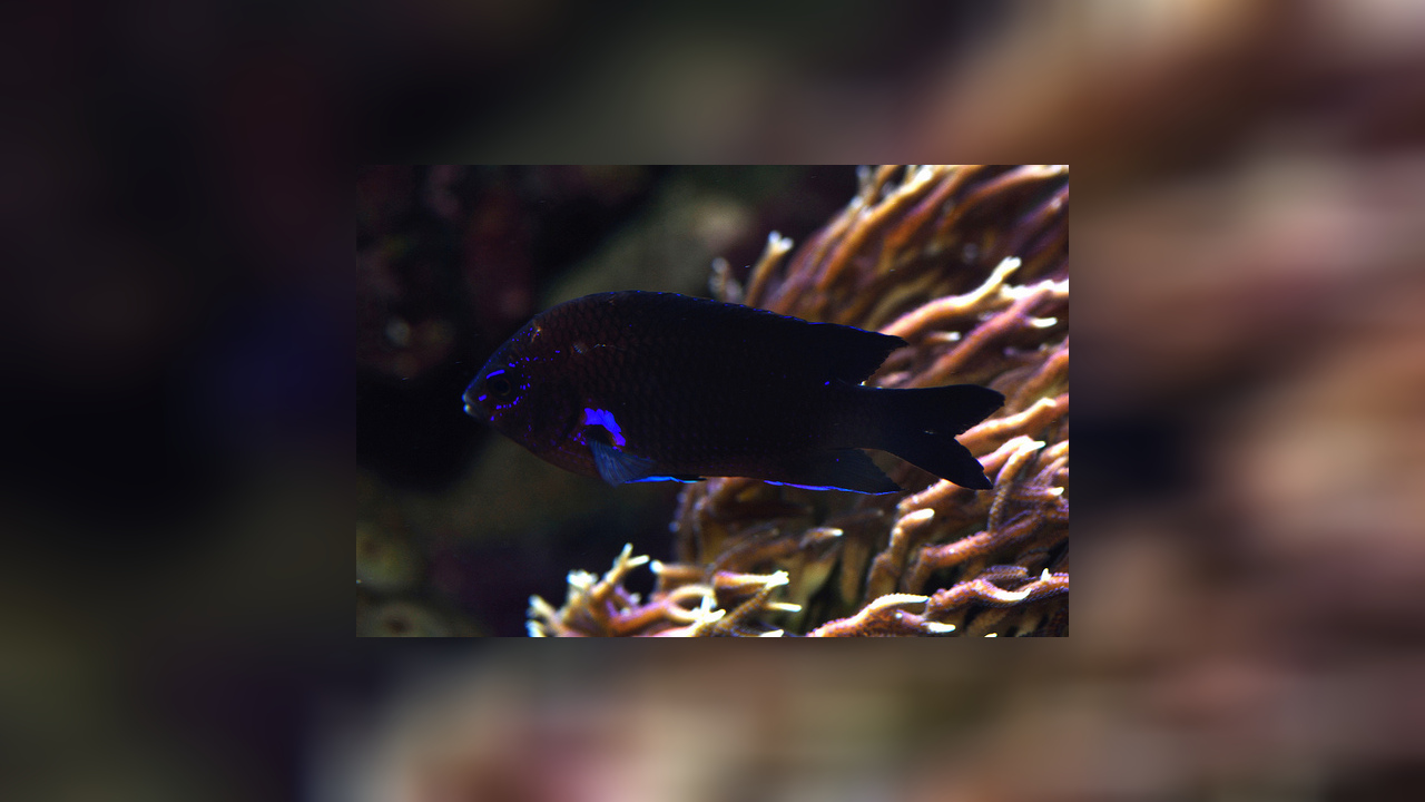 Abudefduf luridus KanarenDemoiselle