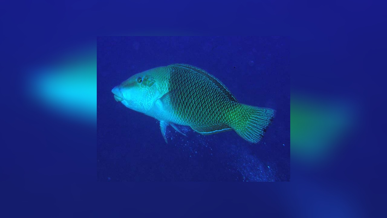 Hemigymnus melapterus Blackedge thicklip wrasse, Blackeye thicklip wrasee, Halfandhalf