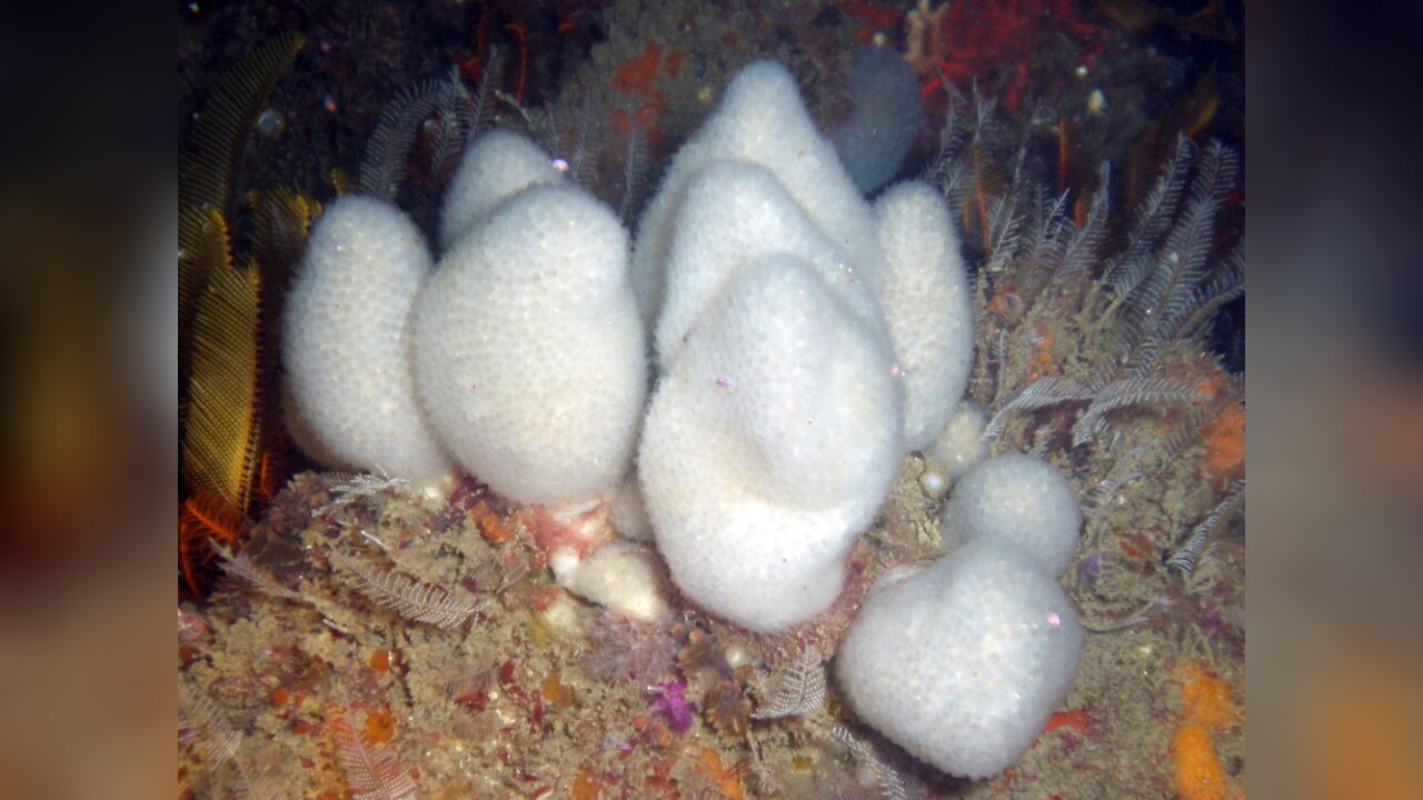 Pseudodistoma africanum Seescheide