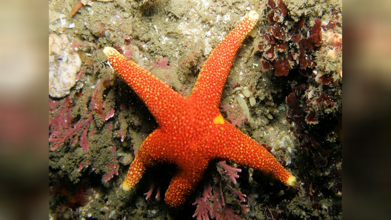 Fromia schultzei Seestern