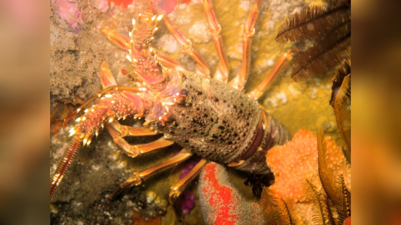Panulirus homarus Kamm-Languste