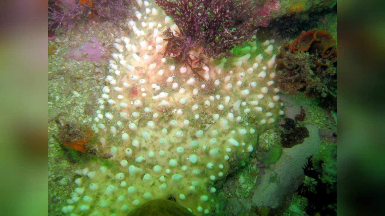 Polymastia mamillaris White teat sponge