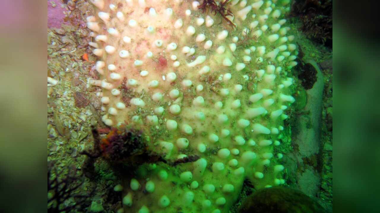 Polymastia mamillaris White teat sponge