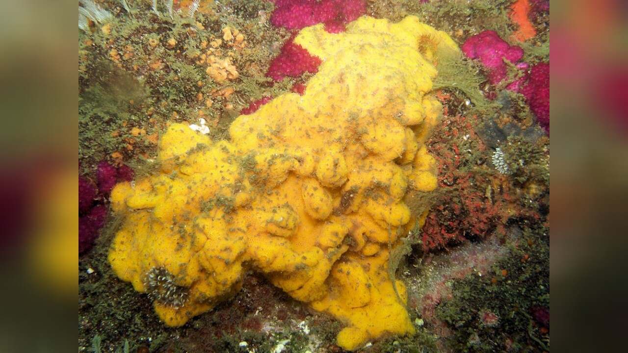 Hymeniacidon perlevis Hymeniacidon perlevis