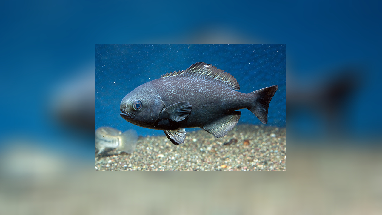 Hyperoglyphe perciformis Schwarzfisch