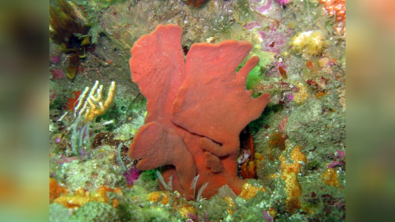 Clathria dayi Broadbladed tree sponge